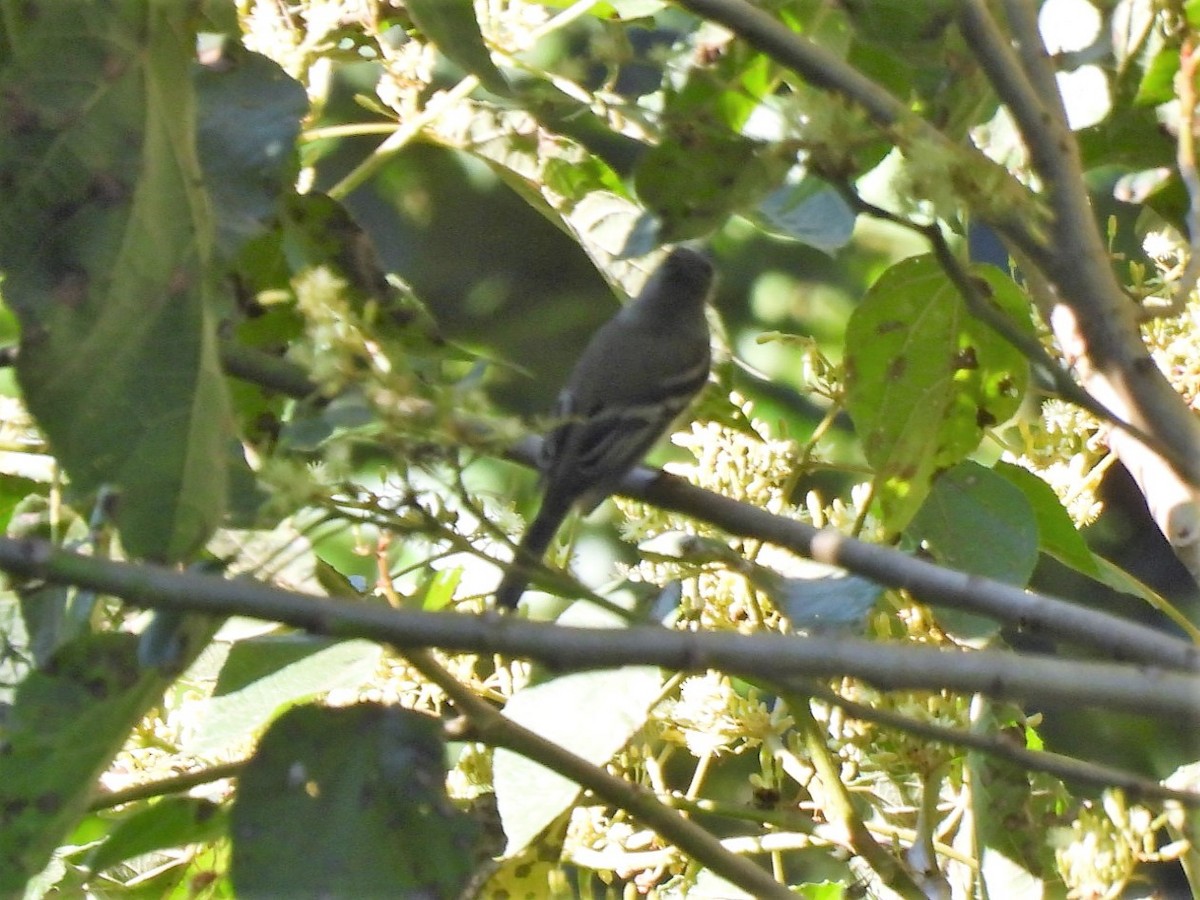 Yellow-bellied Flycatcher - ML506624721