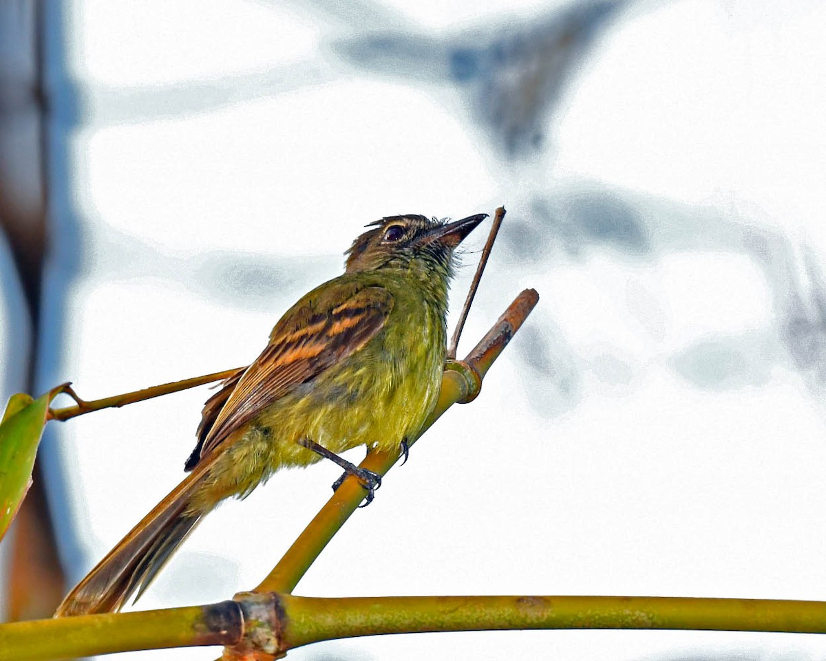 Dusky-tailed Flatbill - ML506627011