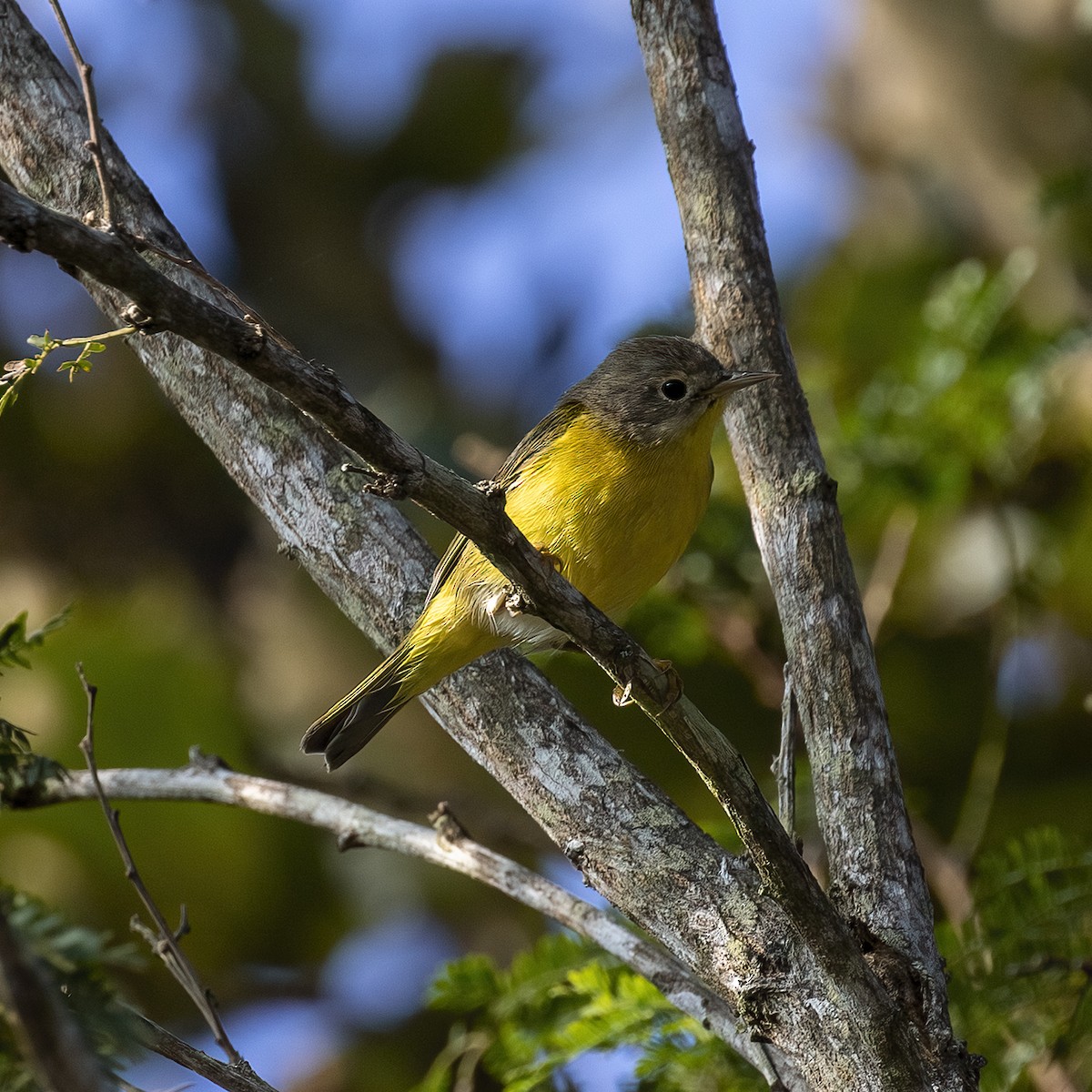 Nashville Warbler - ML506627321