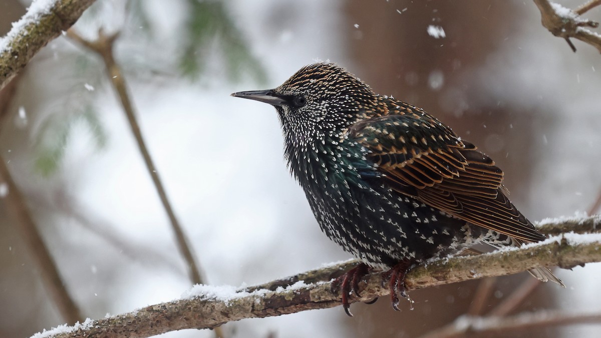 European Starling - ML506629831