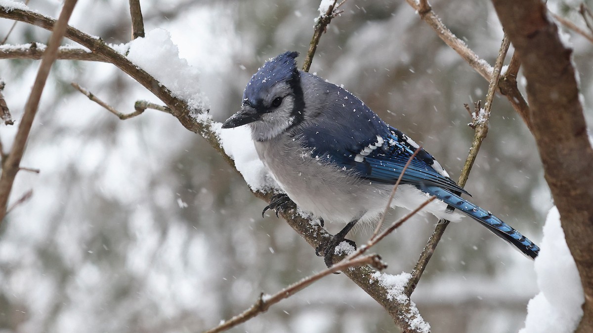 Blue Jay - ML506629881