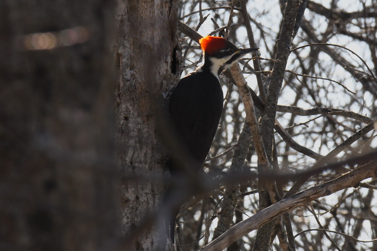 Pileated Woodpecker - Maddy P