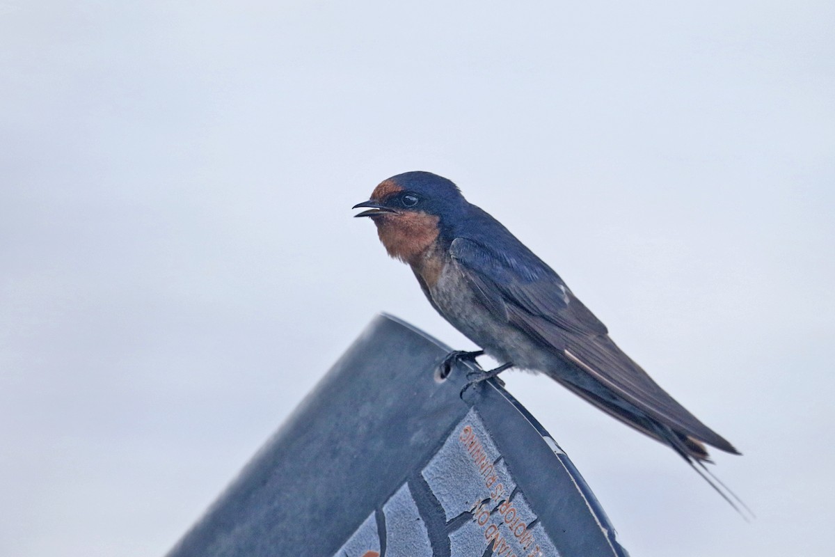 Welcome Swallow - Charley Hesse TROPICAL BIRDING