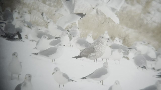 Goéland argenté - ML506631401