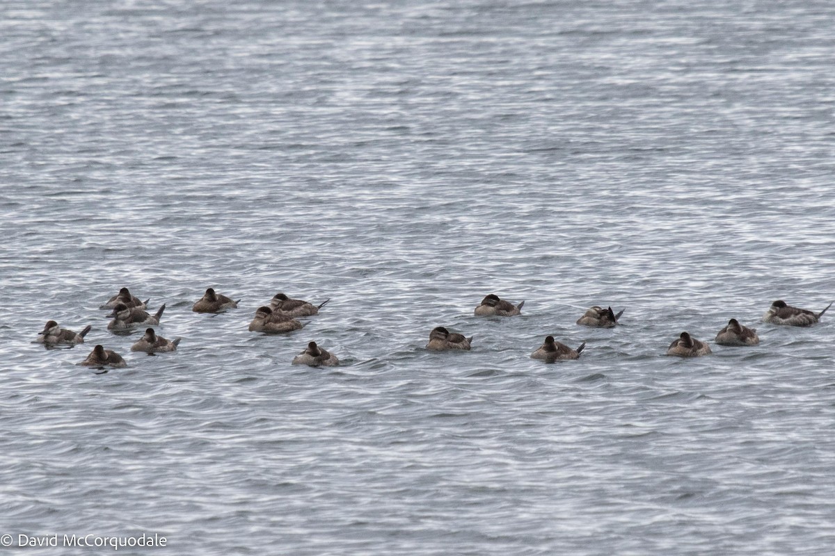 Ruddy Duck - ML506631761