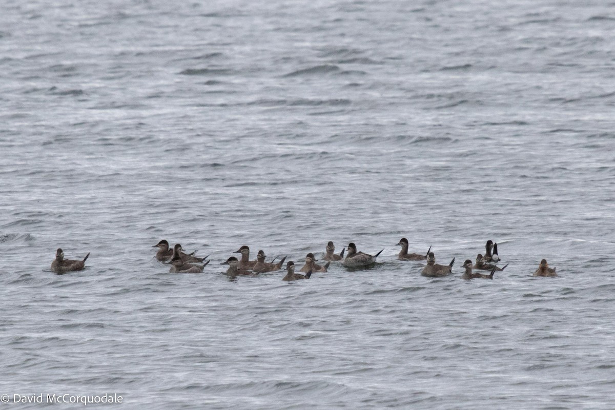 Ruddy Duck - ML506631791