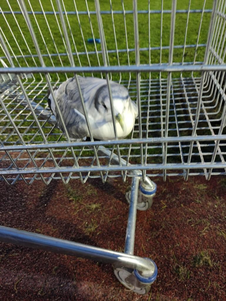 Black-legged Kittiwake - ML506634221