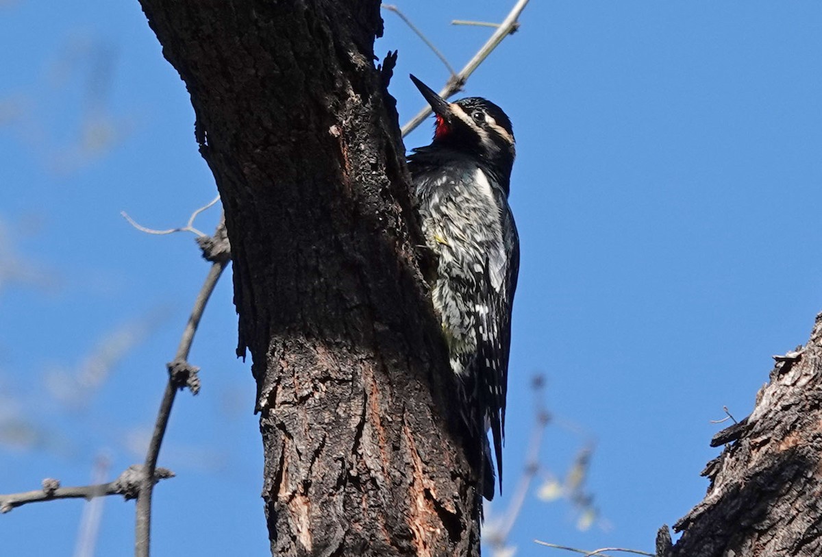 Williamson's Sapsucker - ML506634301