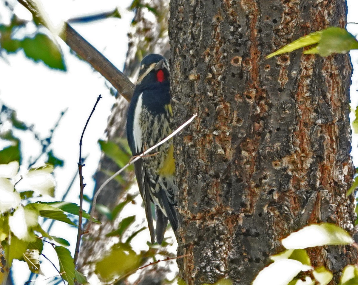 Williamson's Sapsucker - ML506634461