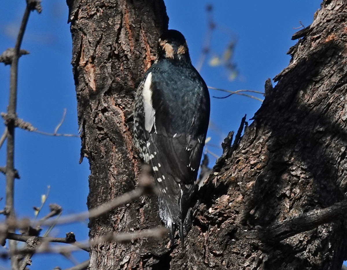 Williamson's Sapsucker - ML506634471