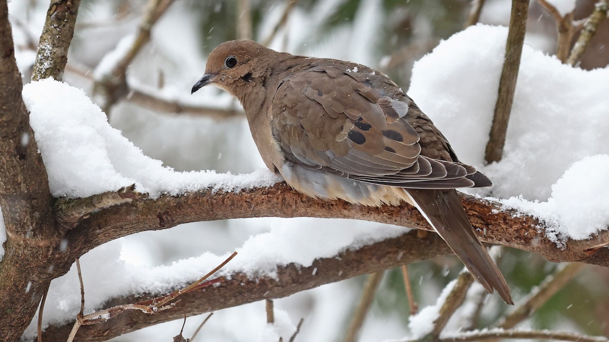 Mourning Dove - ML506635071