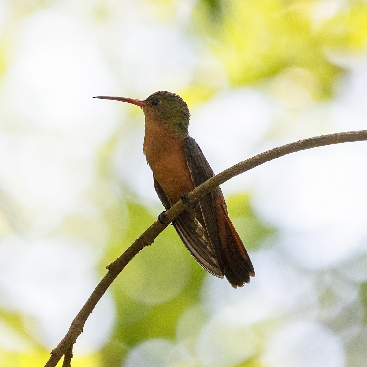 Cinnamon Hummingbird - ML506635361