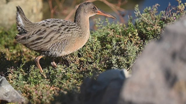 Ridgway's Rail - ML506636961