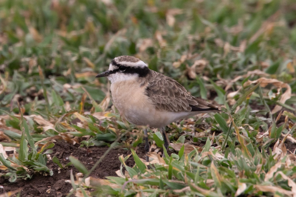 Kittlitz's Plover - Philipp Boersch-Supan