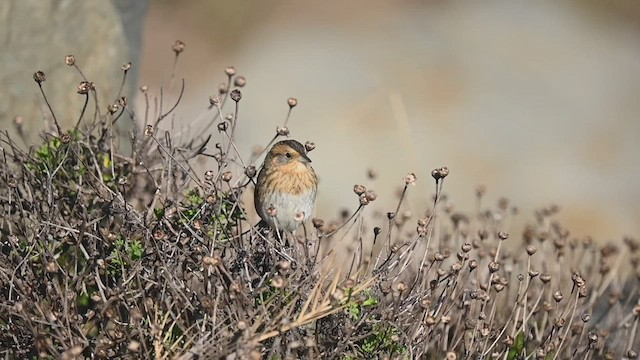 Nelson's Sparrow - ML506637751