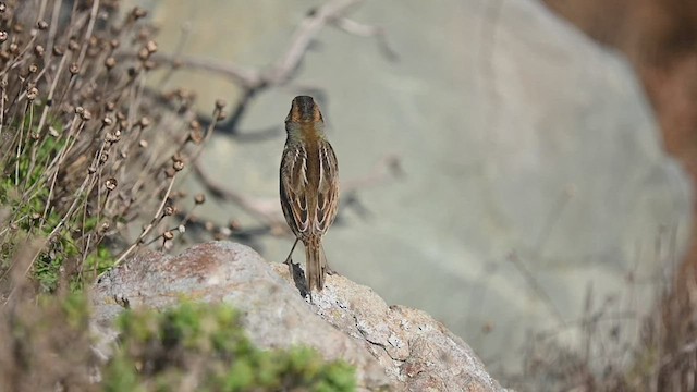 Nelson's Sparrow - ML506637761