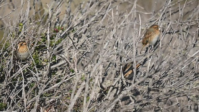 Nelson's Sparrow - ML506637771