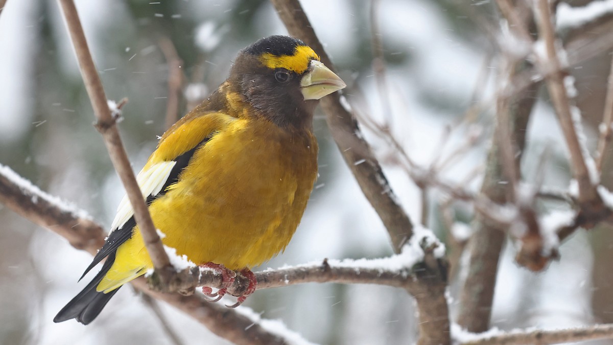 Evening Grosbeak - ML506638321