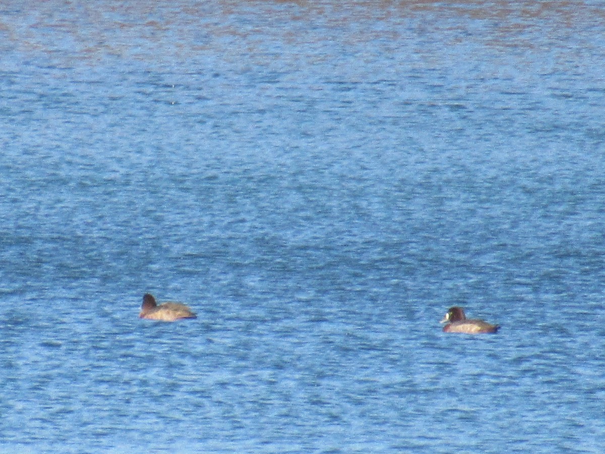 Lesser Scaup - ML506638761