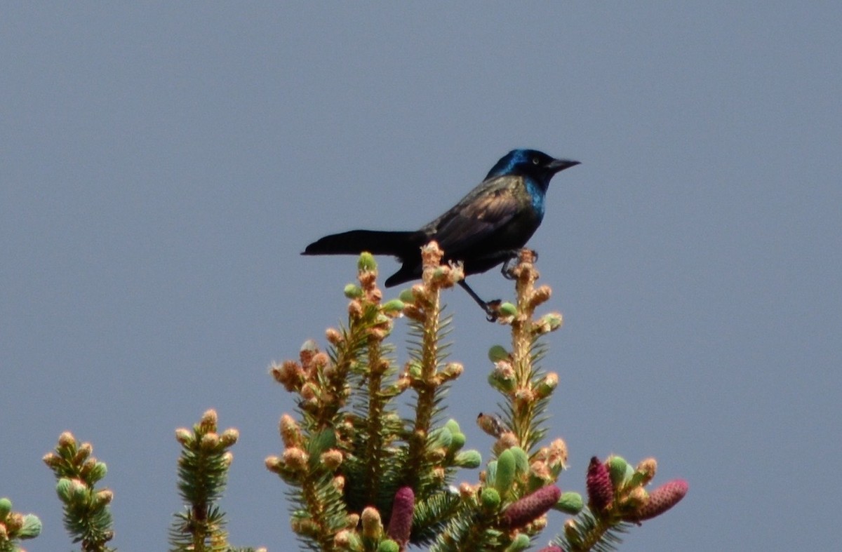 Common Grackle - ML50663931