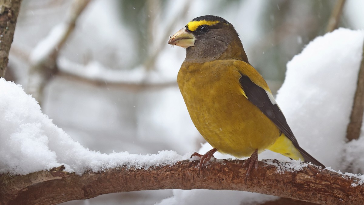 Evening Grosbeak - ML506639431