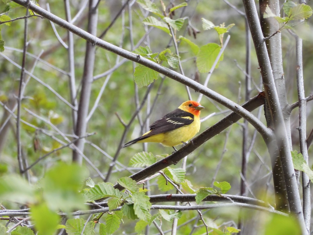 Western Tanager - ML506639701