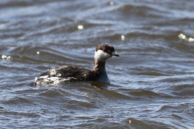 Horned Grebe - ML50663981