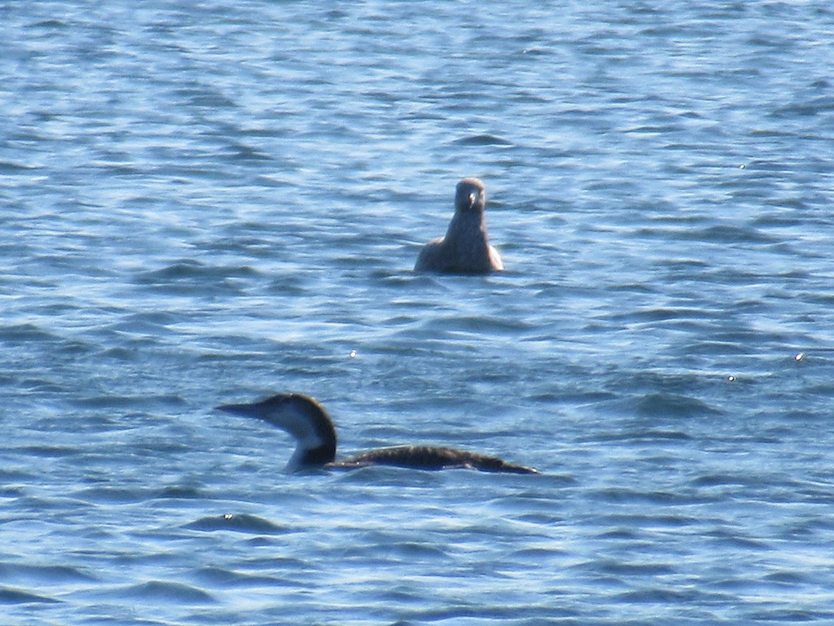 Red-throated Loon - ML506640551