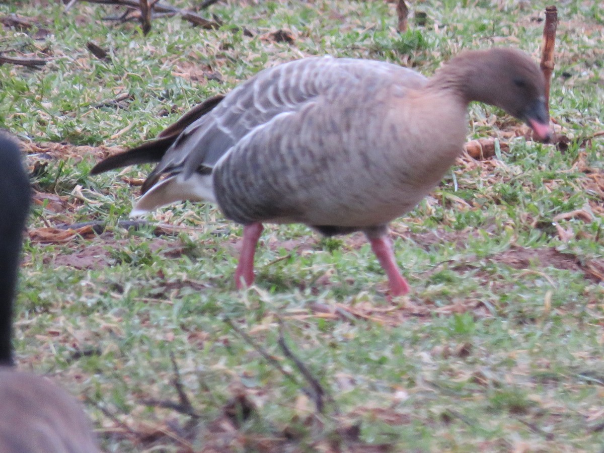 Pink-footed Goose - ML50664161