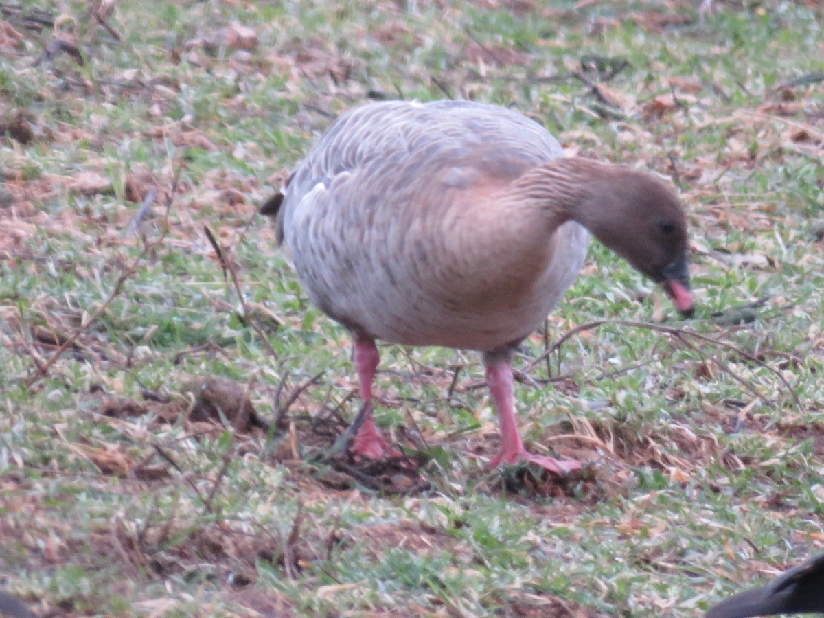 Pink-footed Goose - ML50664171