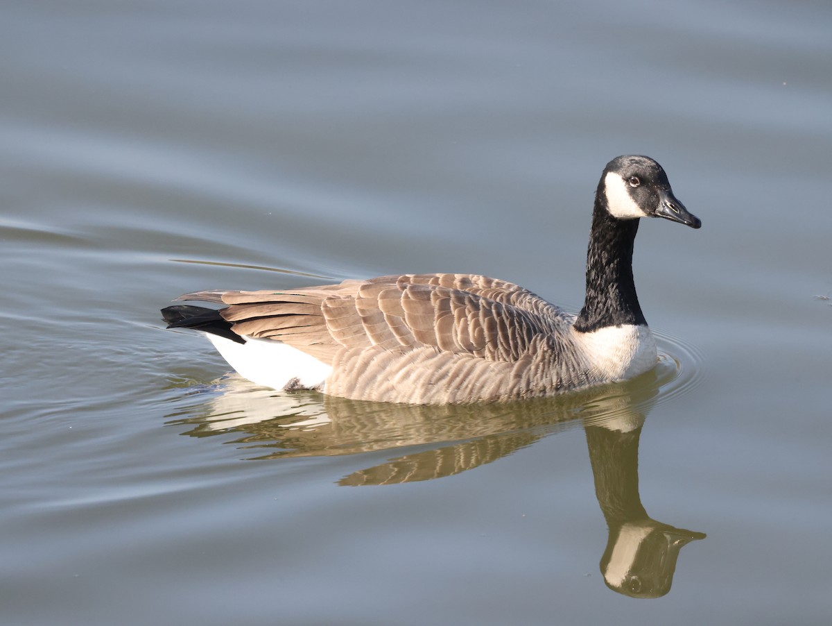 Canada Goose - ML506642171