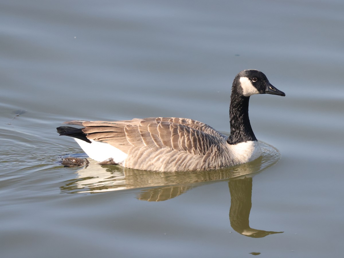 Canada Goose - ML506642181