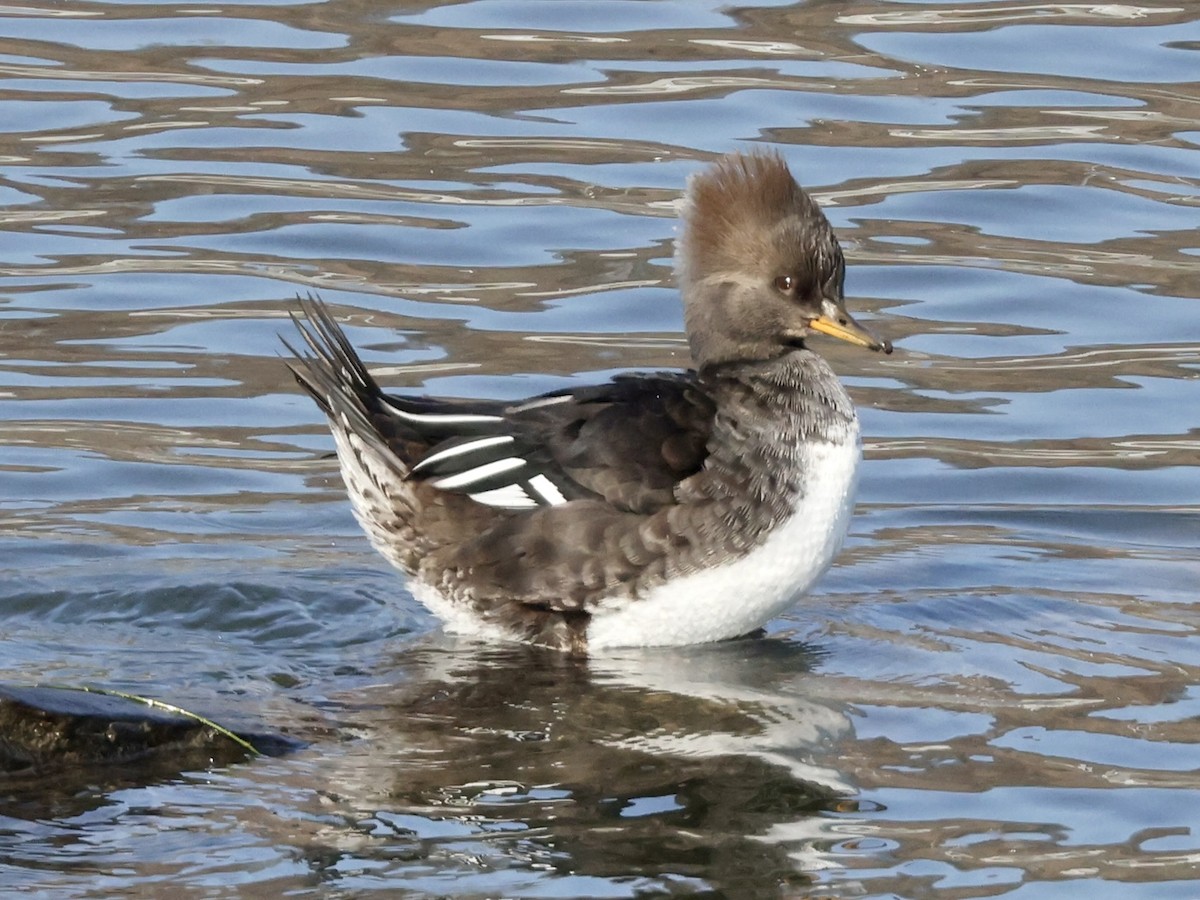 Hooded Merganser - ML506642321