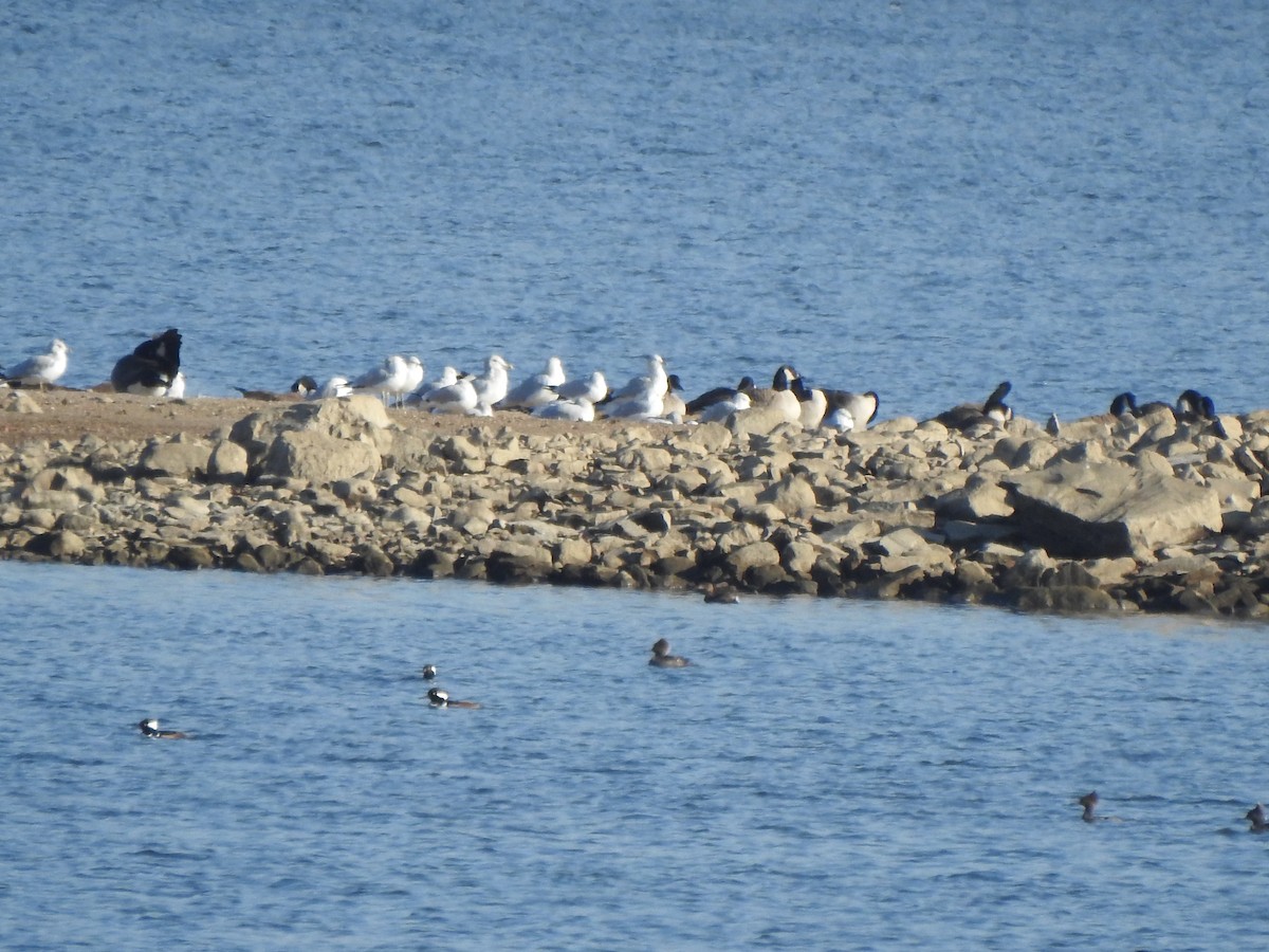 Ring-billed Gull - ML506642371