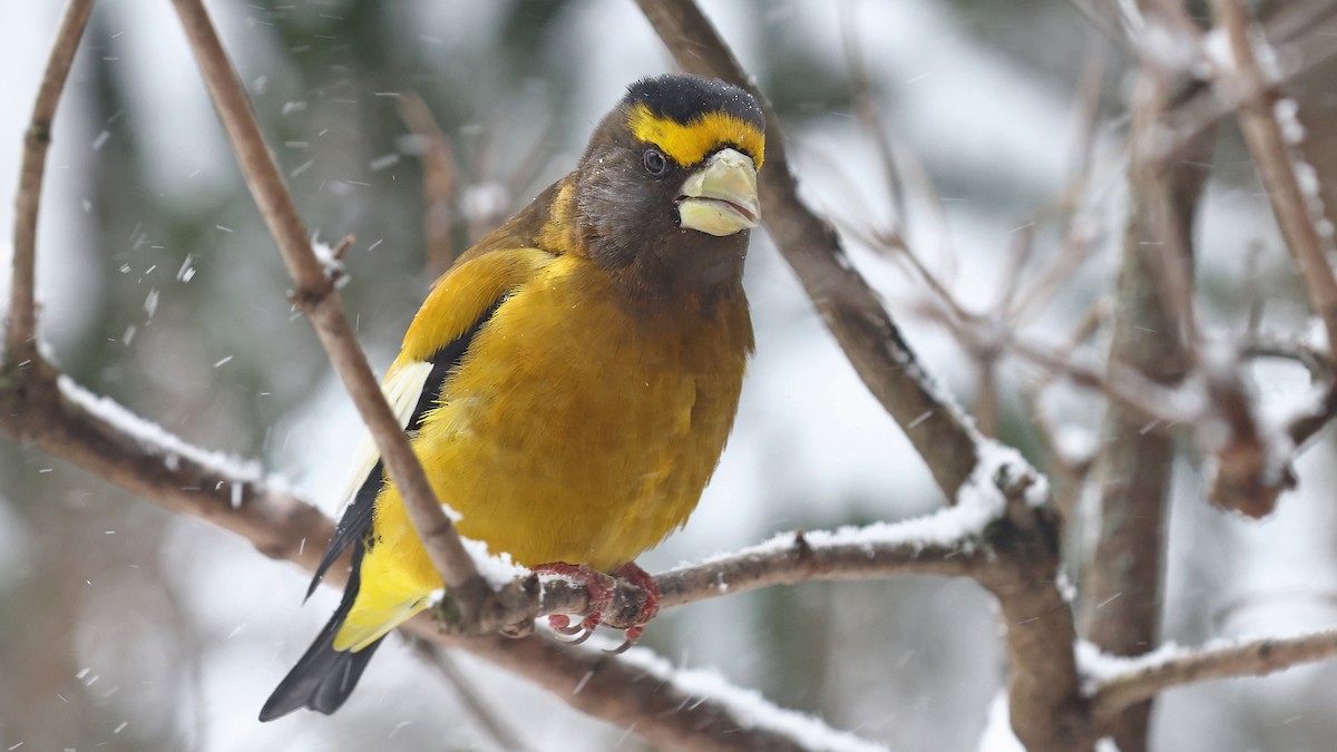 Evening Grosbeak - ML506642421