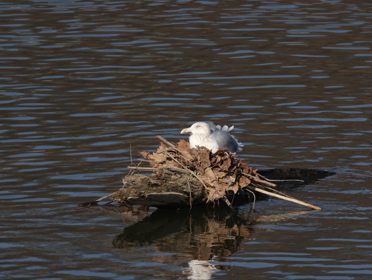 Herring Gull - ML506642431