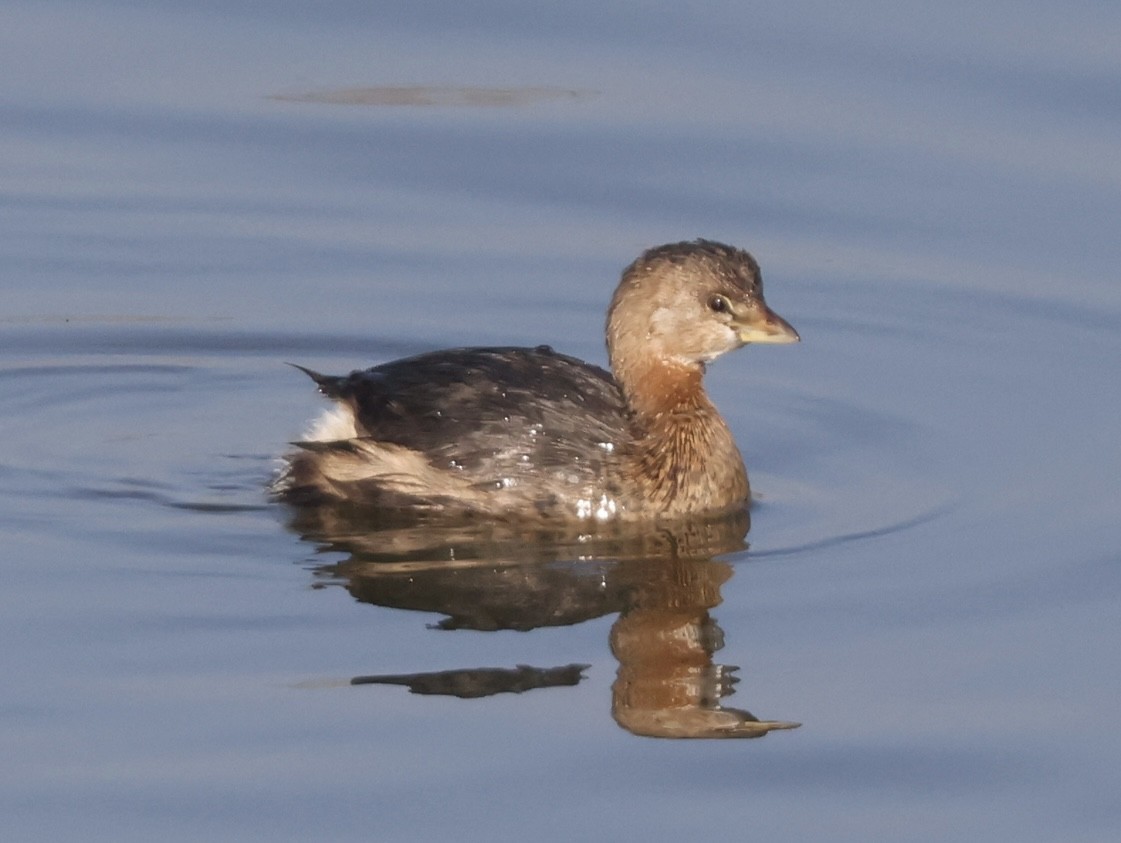 Pied-billed Grebe - ML506642441