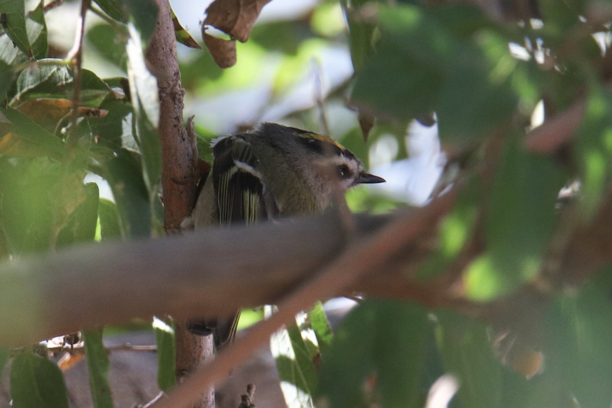 Golden-crowned Kinglet - ML506642481