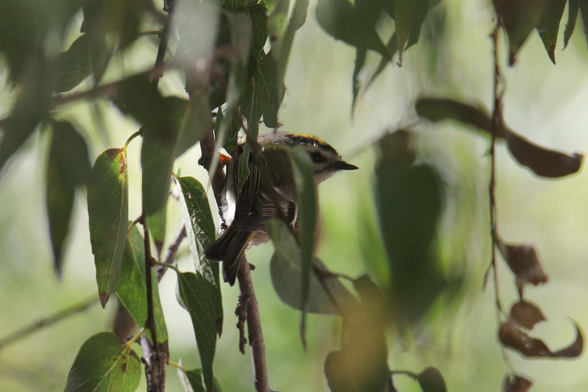 Golden-crowned Kinglet - ML506642501