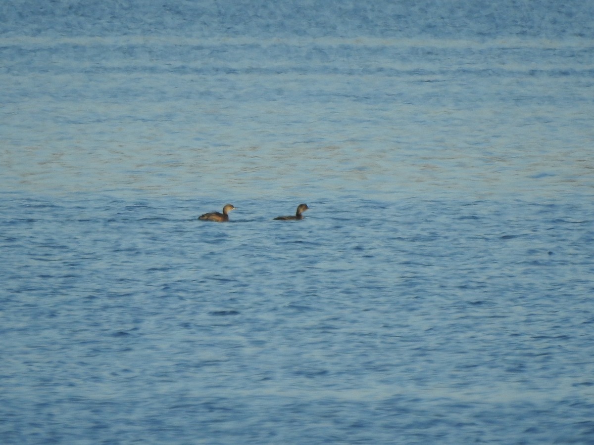 Pied-billed Grebe - ML506642511