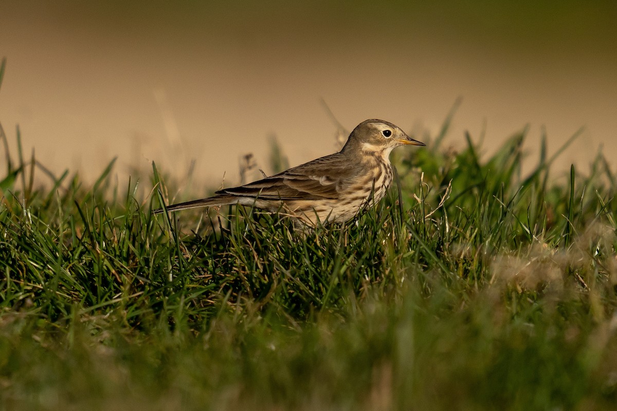 American Pipit - ML506643001