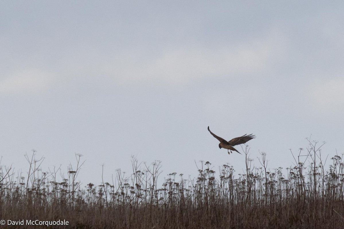 Northern Harrier - ML506643111