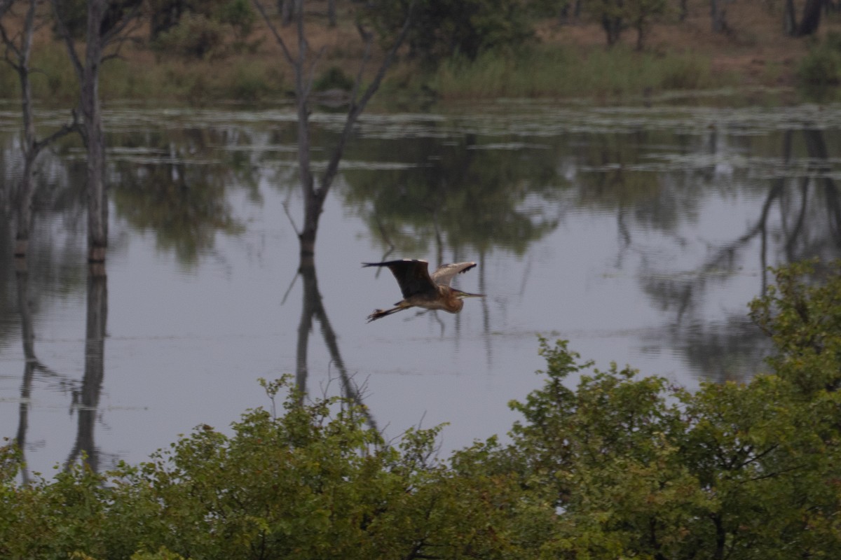 Purple Heron - ML506643291