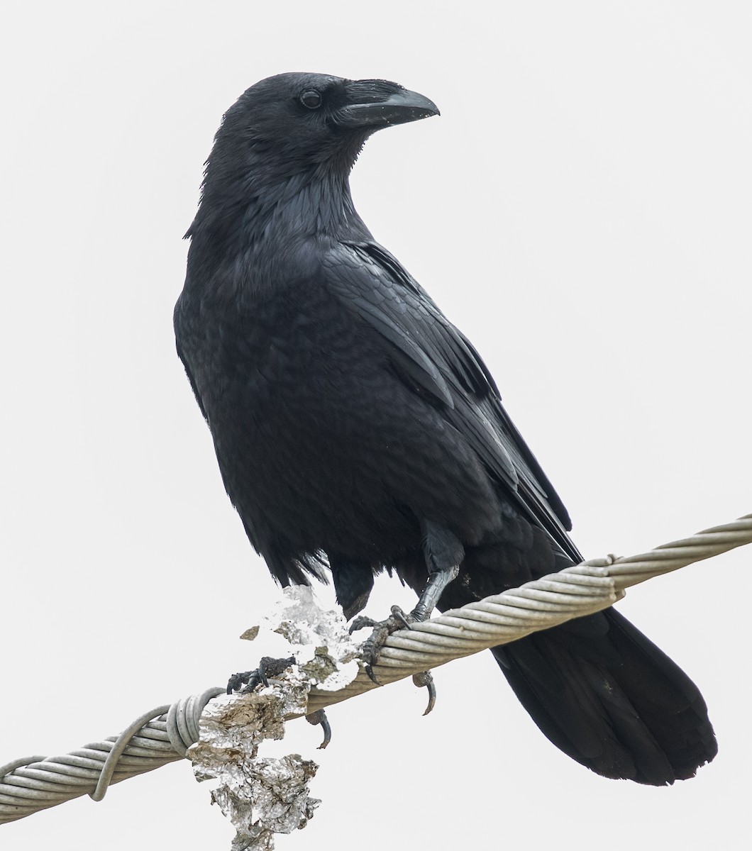 Chihuahuan Raven - Caroline Lambert