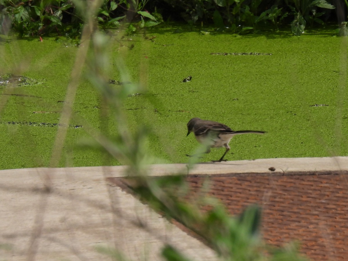 Cape Wagtail - ML506645631