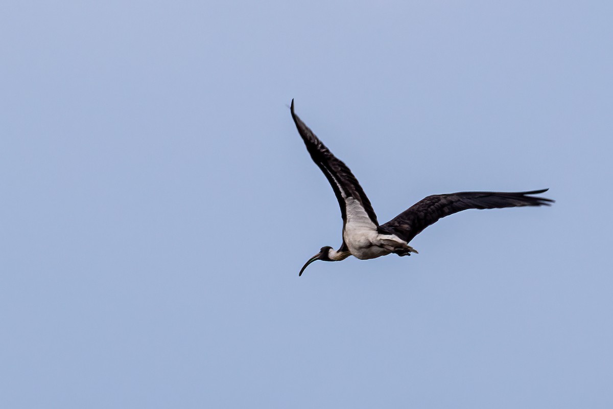 Straw-necked Ibis - ML506645981