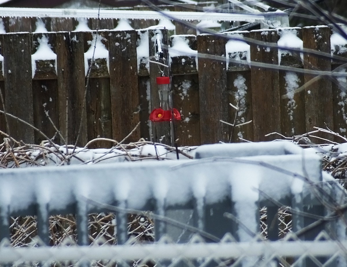 Anna's Hummingbird - ML506647011