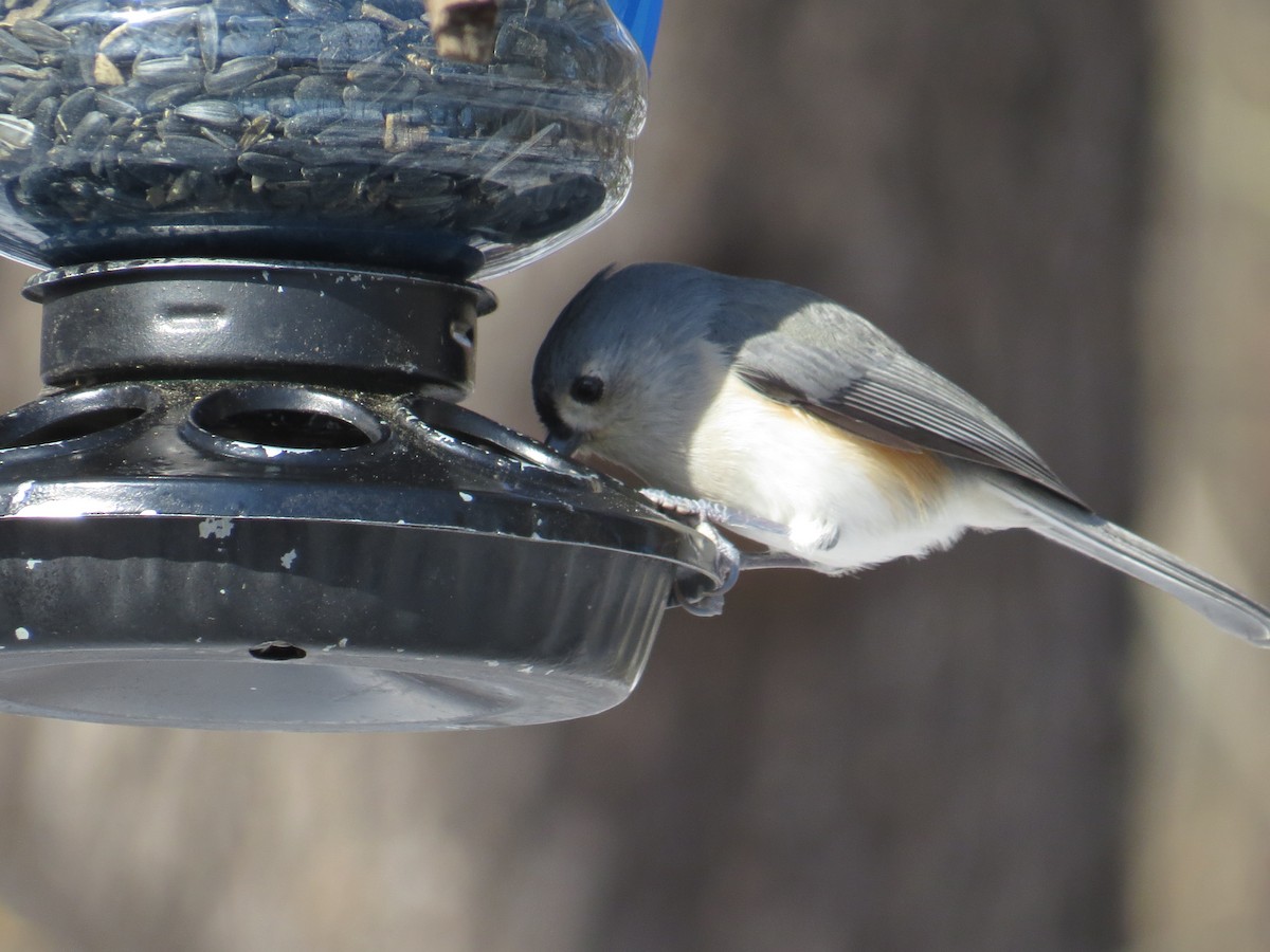 Tufted Titmouse - Ethan Maynard