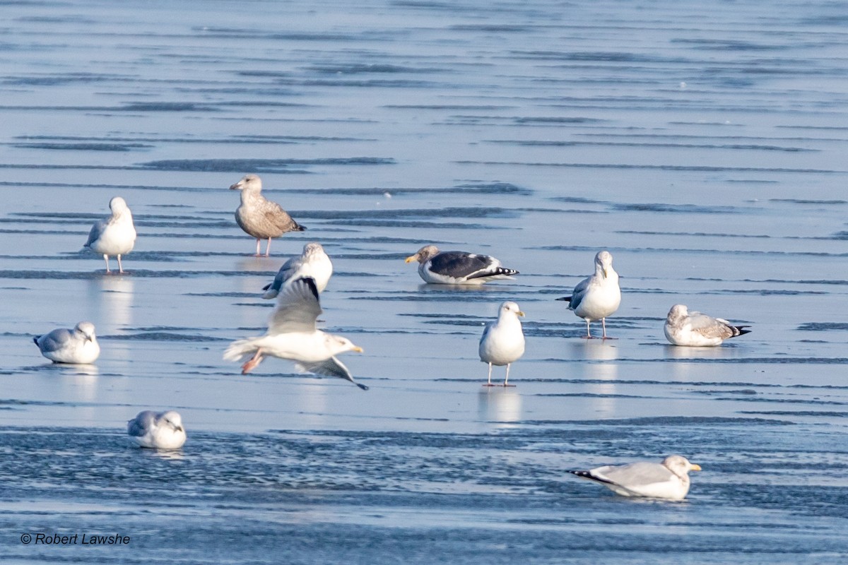 Slaty-backed Gull - Robert Lawshe