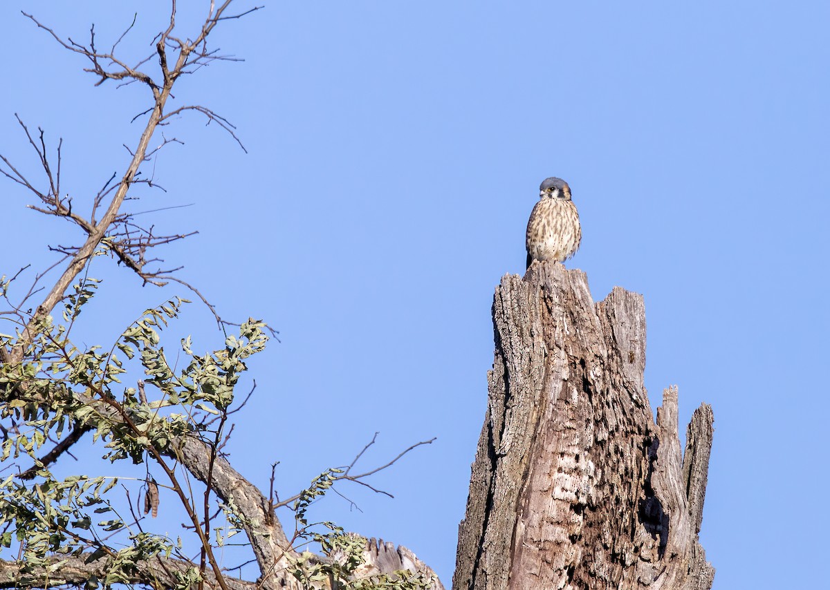 American Kestrel - ML506652491